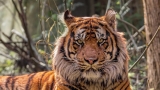 Zoological Society of London – London Zoo Christmas Discounts and Savings